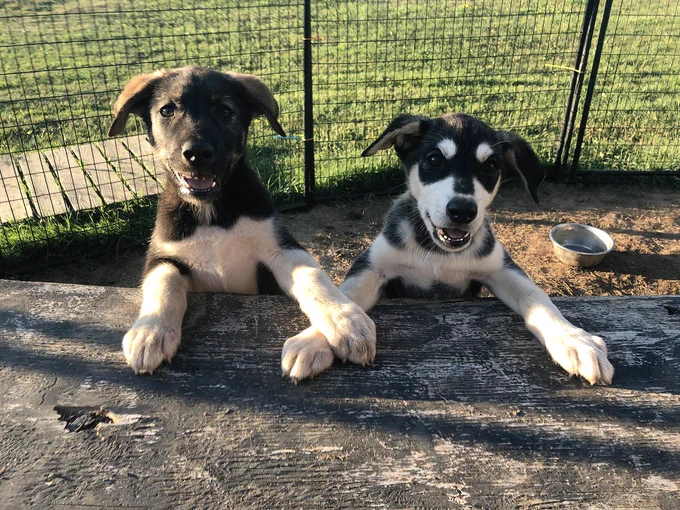 Two husky puppies (Tenzing and Dora) stand on their hind legs with their paws up on a wooden platform (a dog house). Their legs are crossing, so that it looks like they're holding paws. One of the puppies has a dark face and white legs, and the other has a stark black and white mask. Behind them there's a fence, some grass, and a water bowl.