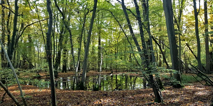 Hollow of water in the middle of trees. 