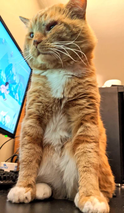 Bilbo sits defiantly on his mum's computer desk in front of her screen, expectantly waiting for a kiss. He looks up the side, saying "No computer! Only kiss!"