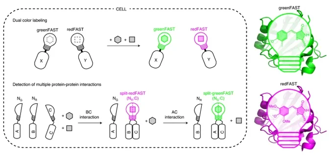 greenFAST and redFAST can be used for dual color labelling or the detection of multiple protein-protein interactions in the cell.