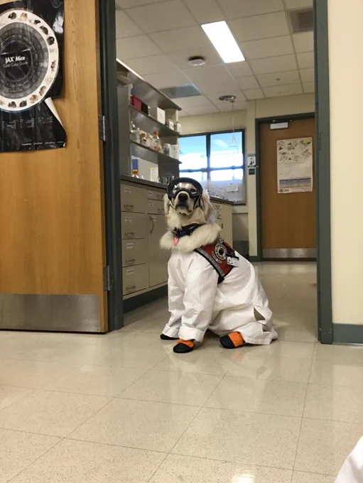 White fluffy Golden retriever dog wearing a white lab coat, red service dog vest, boots, and goggles is sitting in a science lab