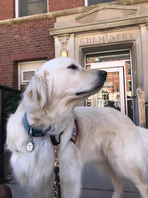 White fluffy Golden retriever dog is wearing a red Service Dog vest and over his shoulder in a building with a sign that says Chemistry