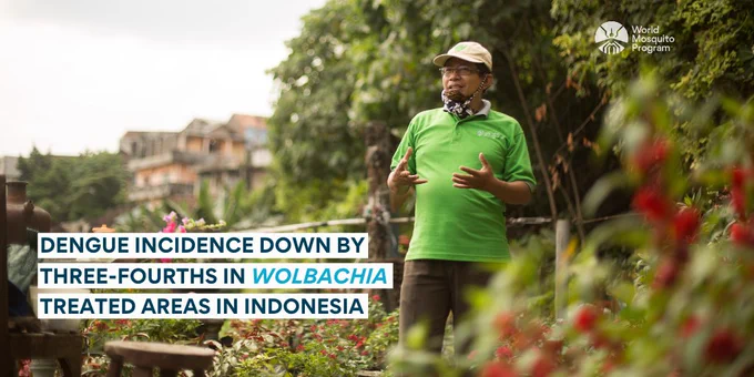 The incidence of dengue appears to have dropped by 77% in areas of Yogyakarta City, Indonesia, that were treated with Wolbachia-infected mosquito eggs in a new cluster-randomized trial, according to new research.

When mosquitoes are infected with Wolbachia bacteria, their ability to transmit RNA viruses such as dengue is reduced.

"In fact, the 77% reduction in dengue incidence that we observed in Wolbachia-treated areas was much larger than the 50% effect size that we powered the trial to detect," said Dr. Katherine Anders of the World Mosquito Program at Monash University in Melbourne, Australia.

"We expect that after Wolbachia deployments are completed throughout the untreated areas of Yogyakarta by the end of this year, we are likely to see an even greater impact on dengue transmission - and are optimistic that this may even result in local elimination of dengue for years to come," she told Reuters Health by email.