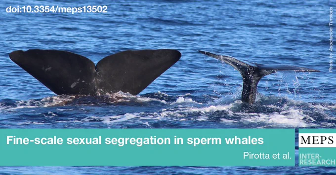 A female sperm whale and her calf diving off the coast of Mallorca, Spain