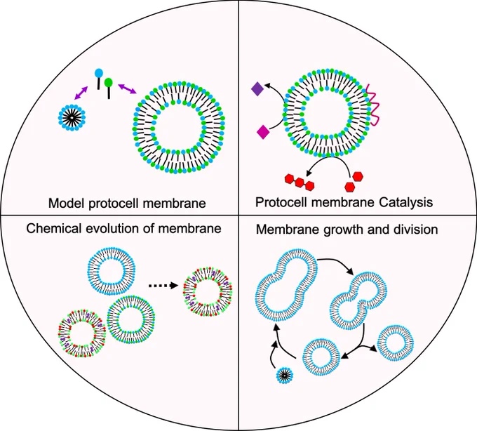 Prebiological Membranes and Their Role in the Emergence of Early Cellular Life
