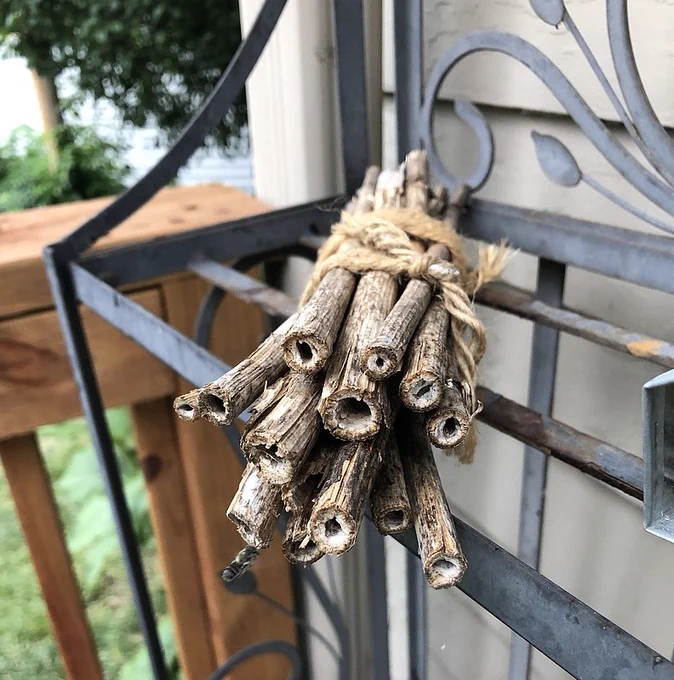 In her Nebraska garden, conservation specialist Jennifer Hopwood uses old stems of ironweed for her bee nest bundles. (Jennifer Hopwood/Xerces Society/via The Washington Post)