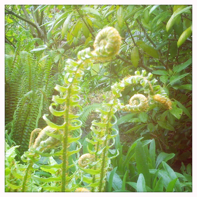 This is a photo of ferns unfurling and other greenery.