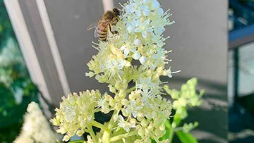 Photo by Erica Grivas: A bee feeds on a hydrangea “Kyushu.”