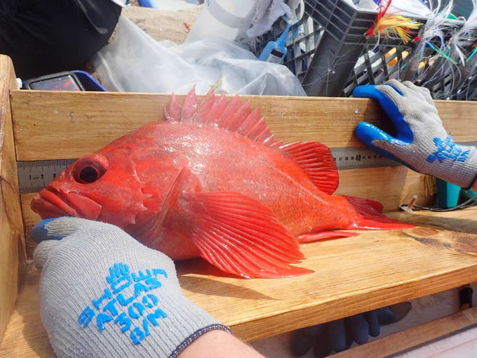 Rockfish being measured.