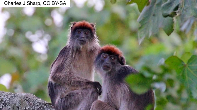 Ugandan red colobus (Procolobus tephrosceles) juveniles, Kihingami Wetland, Uganda. Photo by Charles J. Sharp, CC BY-SA.