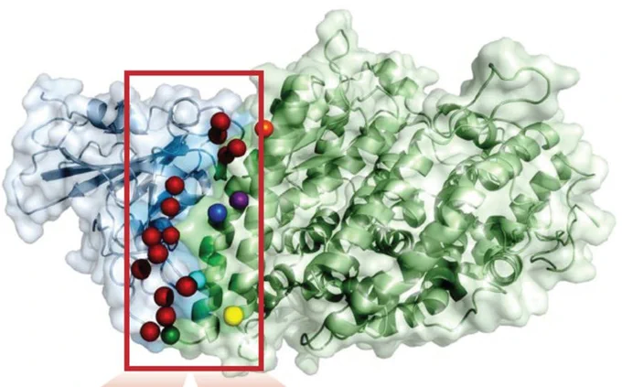 Excerpt from Figure 1a.  Co-crystal structure of the interaction between SARS-CoV-2 Spike protein (S) with human ACE2 (PDB 6LZG).