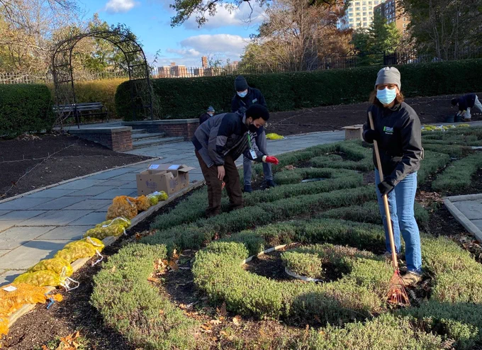 Conservancy staff members and volunteers planting bulbs at the Conservatory Garden in Central Park