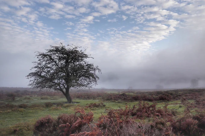 An open area of healthland with a lone tree in view. The clouds are low creating a misty view over the horizon.
