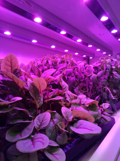 WUR SKYHIGH: Finding the perfect (light) conditions for crops