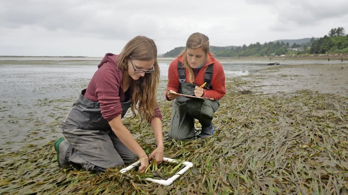 Jen Motley (on left) and Nina Mauney count eelgrass and algae in Netarts Bay in June 2017 as part of an Oregon Sea Grant-funded research project. (photo by Gustavo Garcia) 