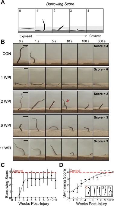 Sea lampreys (Petromyzon marinus) recover burrowing behavior after spinal cord injury. Representative images of uninjured control (CON) animals and those at 1, 2, 6, and 11 weeks post-injury (WPI) showing post-injury recovery of burrowing based on improved burrowing scores. Red arrowhead indicates body waves in the uncovered portion of the body. Scale bar = 2 cm.