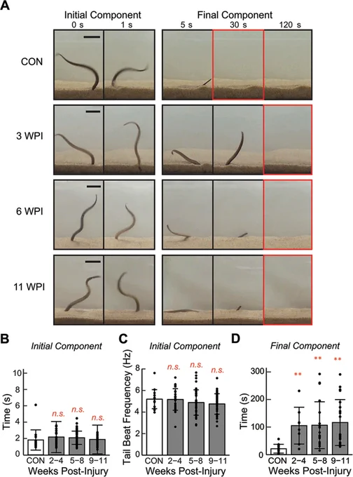 Despite substantial recovery, the duration of burrowing behavior increased after spinal cord injury. Representative still images of uninjured control (CON), 3 weeks post-injury (WPI), 6 WPI, and 11 WPI showing the initial and final components of burrowing behavior. Red boxes indicate the time point at which the animal is completely burrowed. Scale bar = 2 cm.