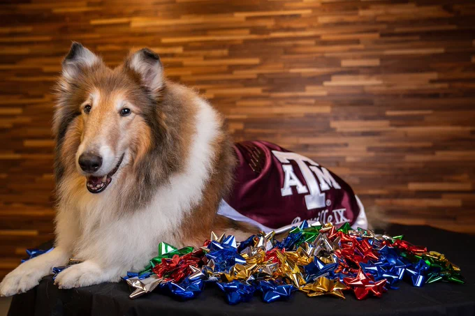 Reveille laying on top of a bunch of gift bows