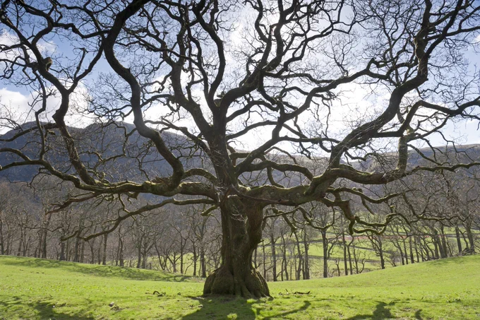 A twisted, gnarled tree in winter with bare branches, a line of bare trees in the background.