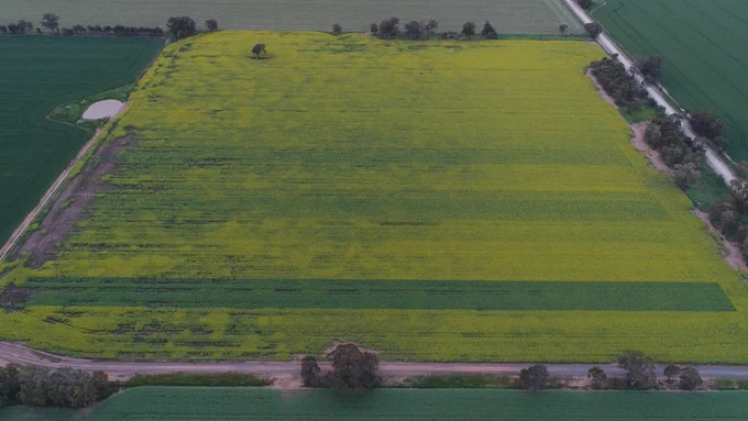 Photo taken October 10th for maturity Comparison. Hyola Feast CL is green strip just in from bottom of paddock. Note waterlogging effecting over 50% of the paddock.