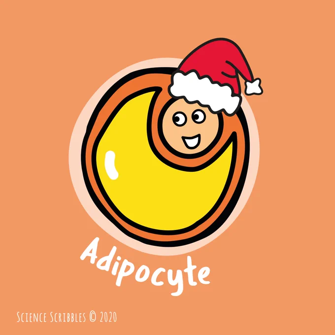 Illustration of an adipocyte (aka fat cell) with a Santa hat on.