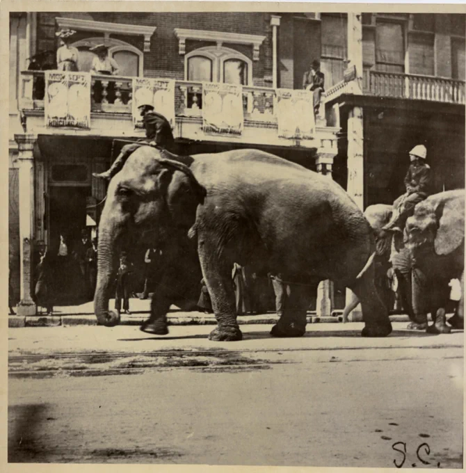 A soldier in a white hat sits on top of an Indian elephant as it walks in front of Lulu's Carpenters. Women in brimmed hat stand on the balcony.