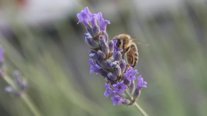 Honeybee on a lavender flower, photo by Damir Mijailovic