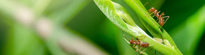 ants standing on a leaves