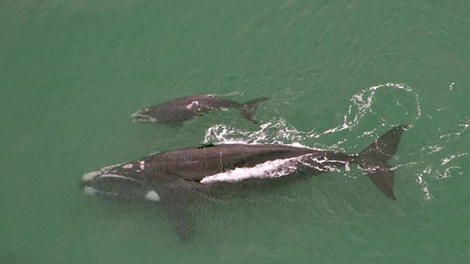 Southern right whale and calf