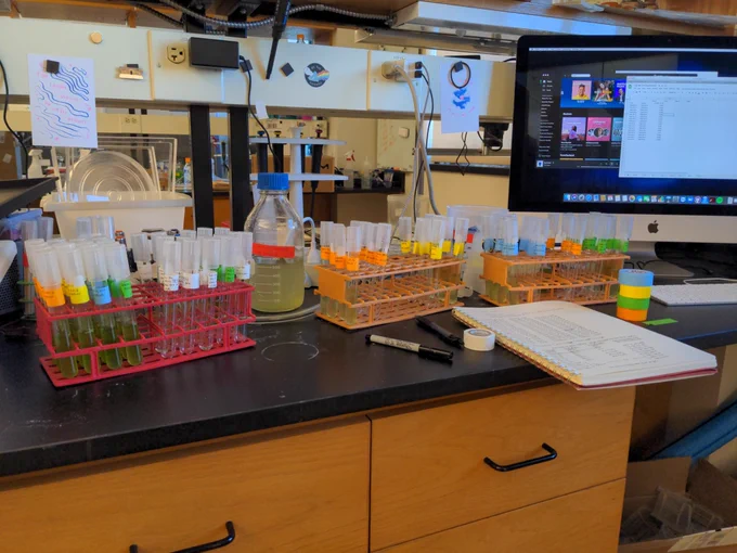 Picture of a lab bench with three racks of culturing tubes with handwritten tape labels in 4 colors. Also on the bench: lab notebook, sharpie, lab tape, and waste jar.