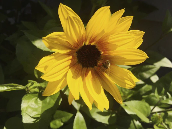 Honeybee on a sunflower planted near a vegetable garden.