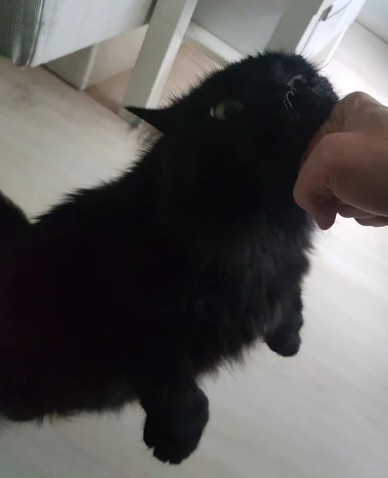 A black cat on two legs pushing her face into a fist.