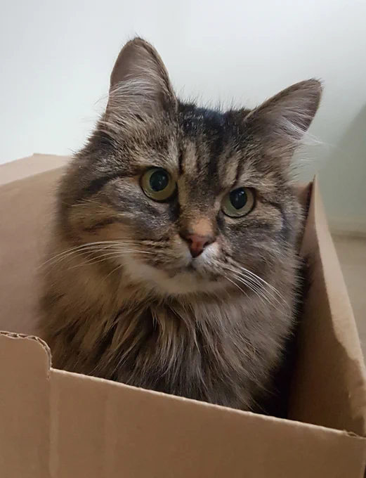 A brown cat in a cardboard box.