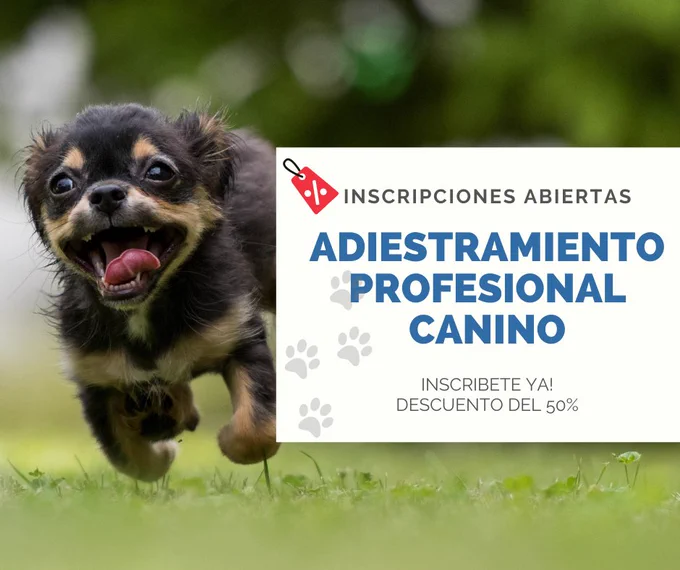 https://go.hotmart.com/T45162890L
Este curso 100% online te ofrece mas de 25 módulos para perros de todo tipo de razas y edades. 

Comprébalo tu mismo YA!

