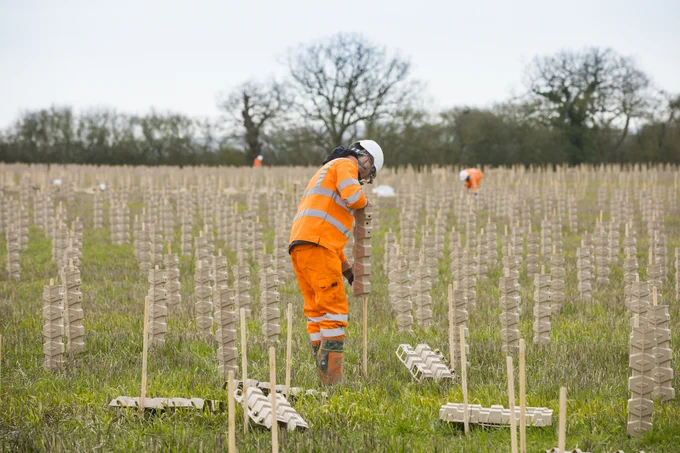 A forestry worker plants tree saplings in biodegradable protective tubes.