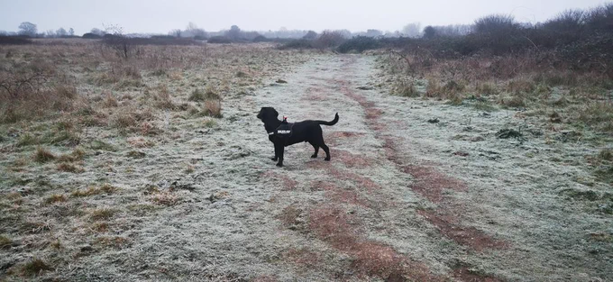 Bertie the Cockerdor on a cold Hamble airfield