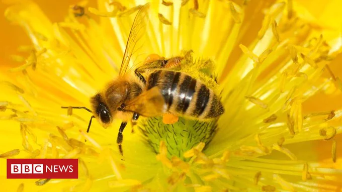 BBC.COM
UK allows emergency use of bee-harming pesticide