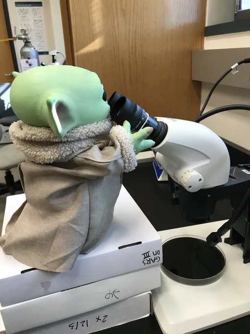 Grogu (the Child/Baby Yoda) at the microscope