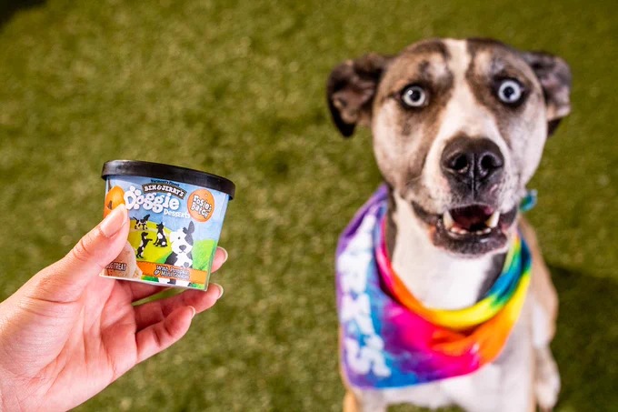 Dog looking happy being offered a Ben & Jerry’s Doggie Dessert 