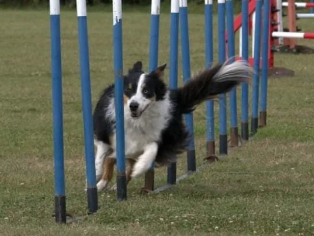 Trim the Agility Dog is a Born to Run Core Foundation Graduate and pocket rocket -  Woosh!......