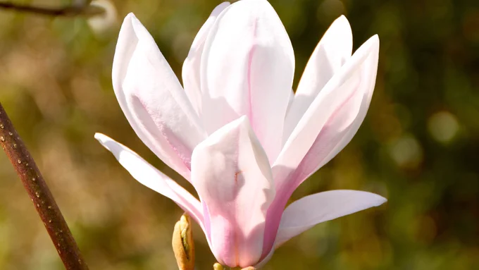 A light pink magnolia flower 