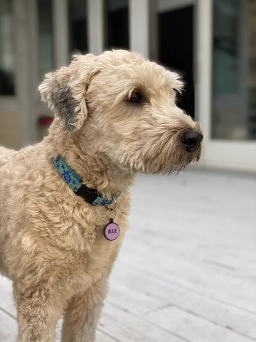 A profile view of Ollie as he stands on the deck and looks outward as if he is watching something, he has a green collar and a purple tag that says “Ollie.”