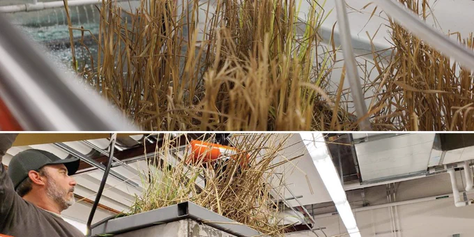 man inspecting plants indoors