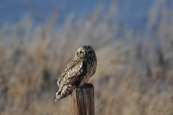 short-eared owl on wooden post