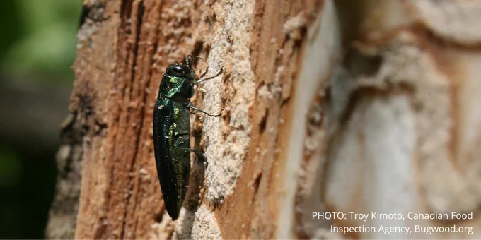 A bright green emerald ash borer on a tree trunk next to the trails these insects leave in the wood.
