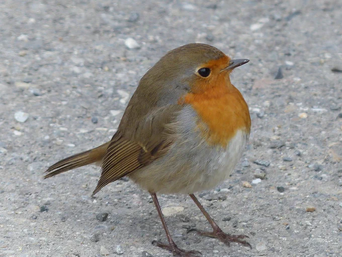 Robin standing on a pavement.