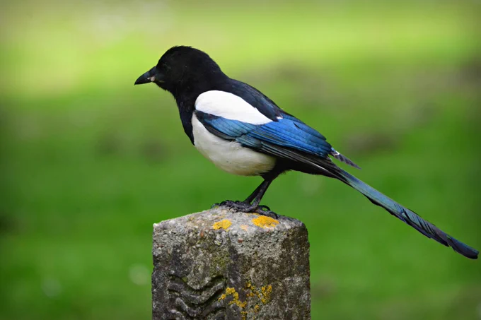Magpie standing on a fence post.