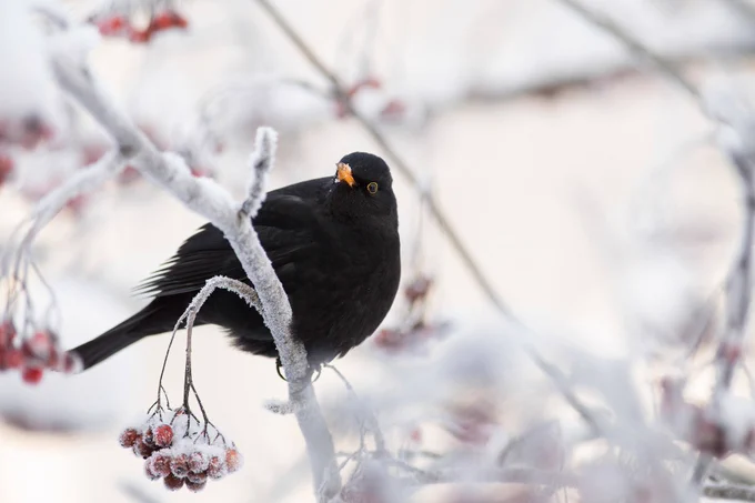 Blackbird perched on a frosty branch.