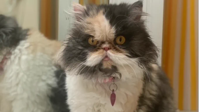 Meesha