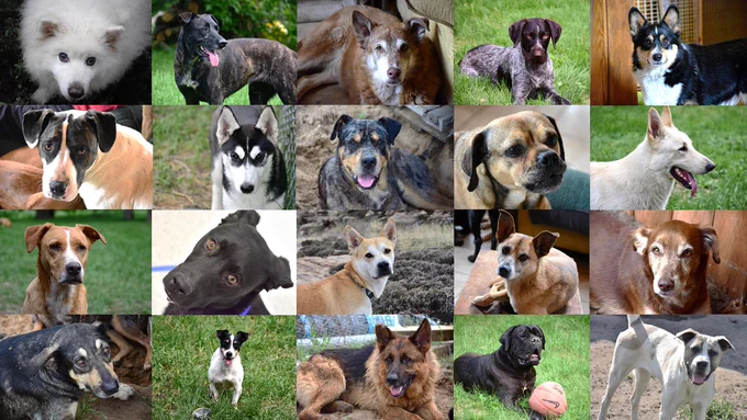 A photo collage of twenty visibly diverse dogs.